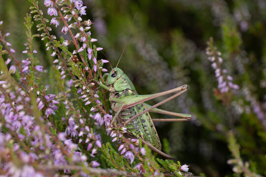 female wart-biter (decticus verrucivorus) perching on Calluna or common heather (Calluna vulgaris) , found in S&uuml;dheide in Lower Saxony, Germany