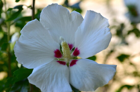 Wei&szlig;e Bl&uuml;te eines Roseneibisch