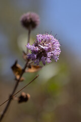 Closeup em Pequenas flores roxas e brancas © Fagner Martins