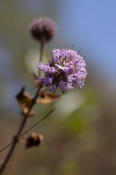 Closeup em Pequenas flores roxas e brancas