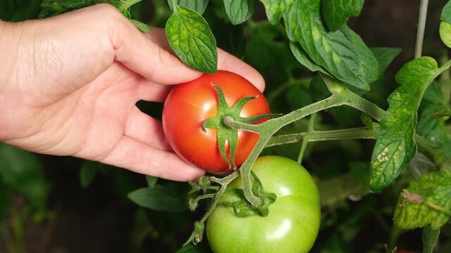 A close-up of a ripe red tomato being gently checked by a hand on a vine next to an unripe green one in a garden.