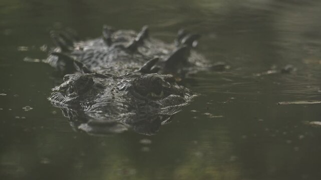 Large crocodile emerging from the murky water and swimming forward in its natural habitat in mexico