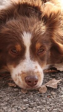 Close Up of a Relaxed Dog Laying on the Ground