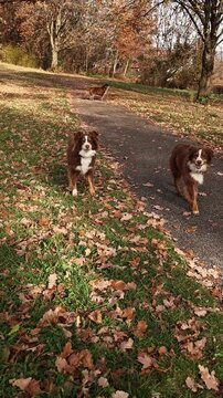 three australian shepherds walking on a leaf-covered path