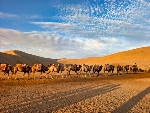 View of a caravan of camels walking across the sand dunes of Mingsha Mountain under a bright blue sky during the golden hour in Jiuquan, China.