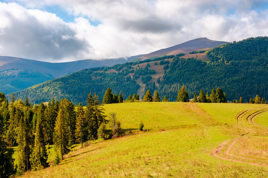 hillside of mountain range with coniferous forest and meadow. spruce trees on the green grassy hill. Carpathian countryside in autumn season. dynamic coudscape over mountain and forest
