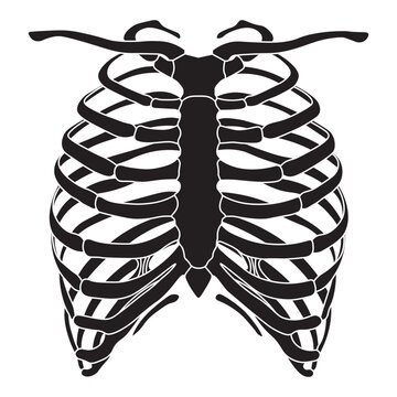 Human Rib Cage Vector Illustration &ndash; Anatomical Skeleton & Thoracic Structure Graphic