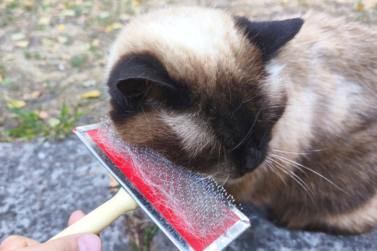 Close-up of a cat rubbing against a slicker brush with loose fur remaining on the bristles, pet grooming, shedding, animal care, and a relaxed grooming outdoor routine .