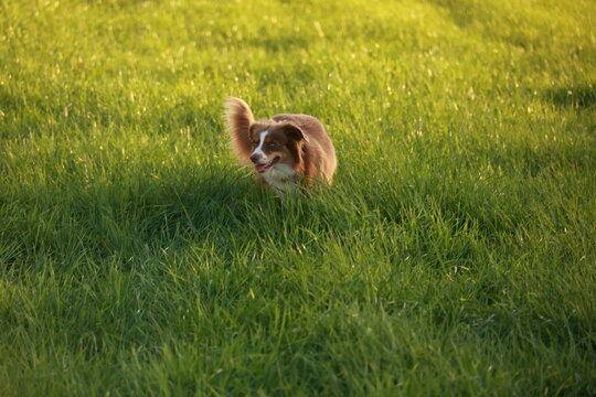 Brown and white dog is running through a field of green grass