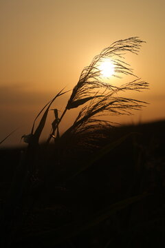 Johnson grass panicles silhouetted against the rising sun on a field margin, an invasive agricultural weed