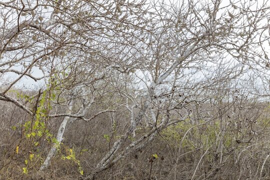 Ipomoea arborescens (Ipomoea), San Cristobal, Galapagos, Ecuador