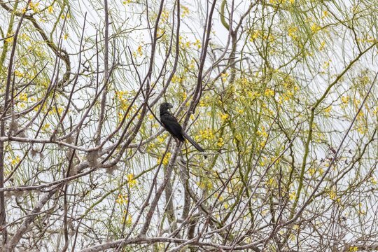Smooth-billed Ani (Crotophaga ani), San Cristobal, Galapagos, Ecuador