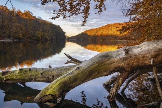 Supported tree on the banks of Schmale Luzin in the Mecklenburg Lake Range in the evening in autumn, Feldberg Lake District, Mecklenburg-Western Pomerania, Germany
