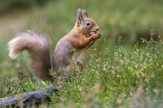 Squirrel (Sciurus vulgaris), Aviemore, Scotland, United Kingdom