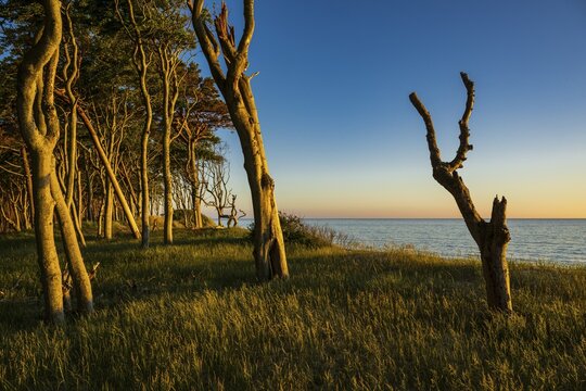 Pines on the western beach of Dar&szlig;, sunset, Fischland, Dar&szlig;, Zingst, Ahrenshoop, Mecklenburg-Western Pomerania, Germany
