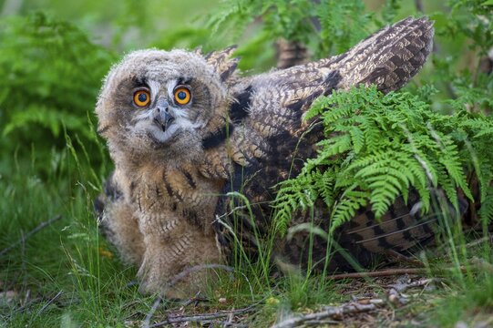 Young eagle owl (Bubo bubo), Oldenburg M&uuml;nsterland, Vechta, Lower Saxony, Germany