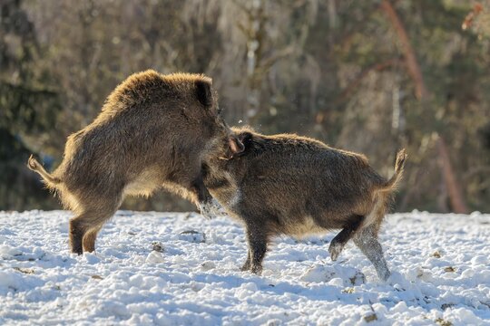 Two young wild boars (Sus scrofa) wrestle with each other in the backlight of the sun in a clearing. Their raised dorsal crests glow in the light. Bavaria, Germany