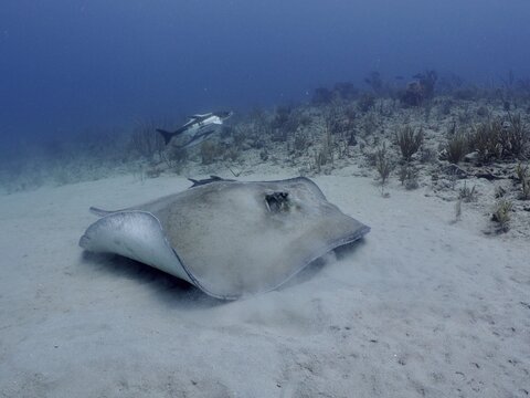 A Southern Stingray (Hypanus americanus) stirs up sand as it moves along the seabed, Breakers dive site, Palm Beach, Florida, USA
