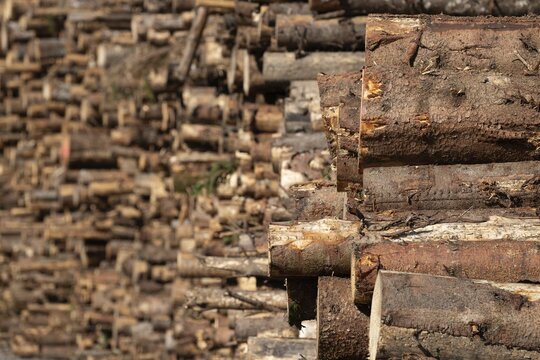 Logs, spruce logs, roundwood, storage, timber industry, Sunndals&oslash;ra, Tingvollfjorden, Sunndal Municipality, M&oslash;re og Romsdal Province, Norway
