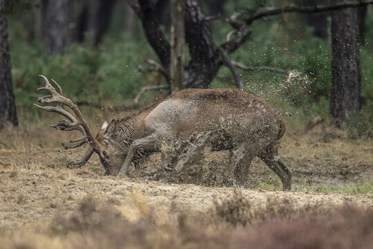 Red deer (Cervus elaphus), in the wallow, Hoenderloo, Gelderland, Netherlands