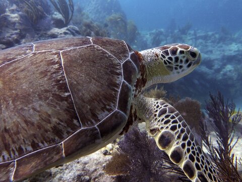 Close-up of a Hawksbill sea turtle (Eretmochelys imbricata imbricata) swimming through a coral reef, dive site: John Pennekamp Coral Reef State Park, Key Largo, Florida Keys, Florida, USA