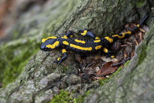 Fire salamander (Salamandra salamandra), Ilsenburg, Saxony-Anhalt, Germany
