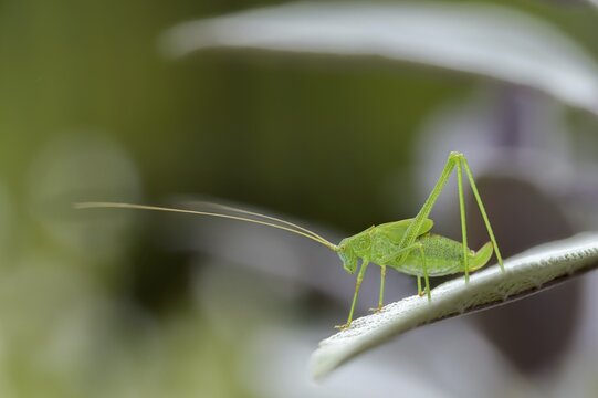 Common sickle scare, grasshoppers, Phaneroptera falcata, sickle scare, ensifera, grasshoppers, insects, insects, long-feeler scares, nymph, sickle-bearing bush cricket