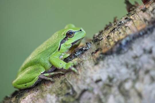 Tree frog (Hyla arborea), Zandvort, Netherlands