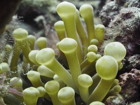 Caribbean golden rose (Condylactis gigantea) with a rippled surface in the sea, Breakers dive site, Palm Beach, Florida, USA