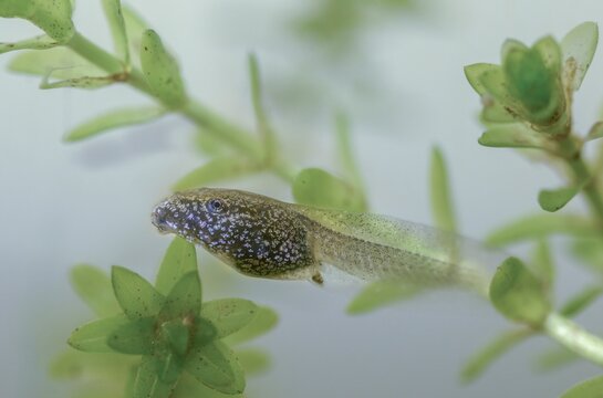 Common frog, rana temporaria, amphibians, amphibians, frog, frog, frogs, tadpole, larva, amphibians, four weeks old