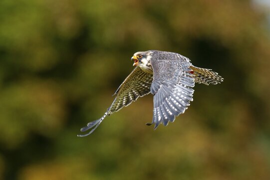 Lanner Falcon (Falco biarmicus), Neuhaus, Lower Saxony, Germany