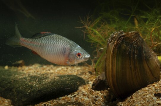 Anodonta cygnea, bitterling, duck mussel, common pond mussel, Rhodeus amarus, Rhodeus sericeus amarus, swan mussel, pond mussel, fish, fishes, river mussel, mussels, pisces, pond mussels