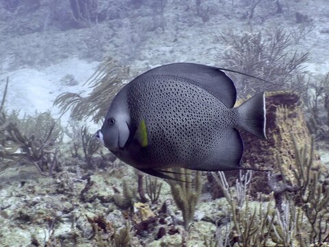 A grey fish with a spotted pattern, the Gray angelfish (Pomacanthus arcuatus), swims in the reef at the Breakers dive site, Palm Beach, Florida, USA