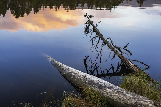 Fallen pine trees on the edge of a lake in Scotland, silence, Aviemore, Scotland, United Kingdom