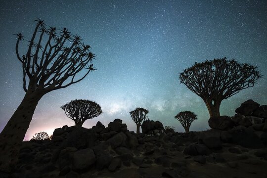 Quiver trees (Aloe dichotoma), night shot with starry sky, quiver tree forest in Garaspark near Keetmanshoop, Karas Region, Namibia
