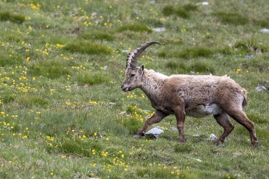 Alpine ibex (Capra ibex), Heiligenblut am Gro&szlig;glockner, Carinthia, Austria