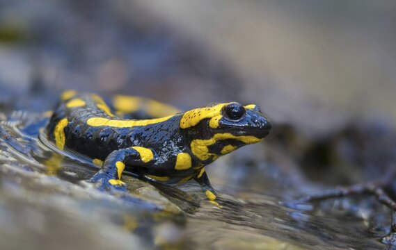 Fire salamanders, fire salamanders, salamandra salamandra, amphibians, amphibians, caudata, amphibians, tail amphibians