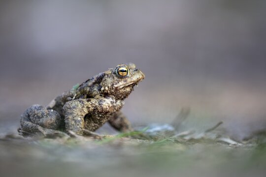 Common toad (Bufo bufo), Ahlhorn, Lower Saxony, Germany