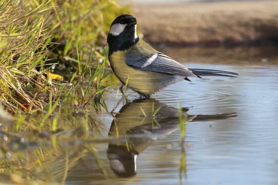 Great tit, great tit, parus major, bath, bird bath, birds, tit, passeri, songbirds, songbirds, tits, potions, birdbath, birds, watering place