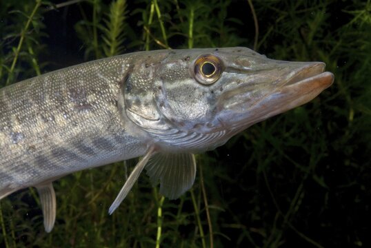 Esox Lucius, pike, pike, predatory fish, fishes, northern pike, pisces