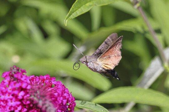 A swallowtail butterfly (Macroglossum stellatarum) feeding on nectar from a butterfly bush (Buddleja), Wilnsdorf, North Rhine-Westphalia, Germany