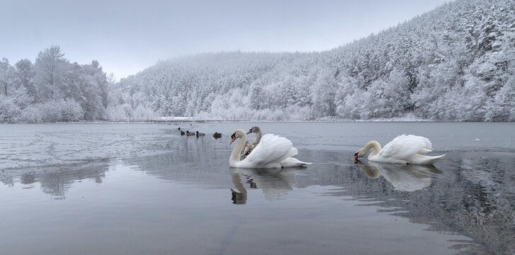 Cygnus olor, mute swan, anatidae, birds, duckbirds, cusp swan, swans, snow, swans, birds, waterbirds, waterbirds, winter