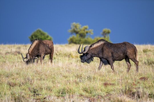 White-tailed wildebeest (Connochaetes gnou), adult, Mountain Zebra National Park, Eastern Cape, South Africa