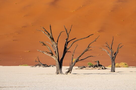 Red sand dunes and white salt pan with dead trees, Dead Vlei, Namib Desert, Namib Naukluft Park, Namibia