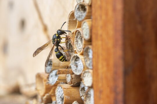 Large stem wasp, hymenoptera, clay wasp, wall clay wasp, Odynerus nidulator, Symmorphus murarius, wrinkle wasp, female, insects, female