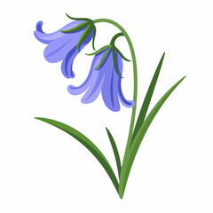 Fototapeta premium Graceful bluebell flower illustration with vibrant purple petals and green stem isolated on white background