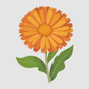 Vibrant orange calendula flower isolated on white background for design and wellness projects