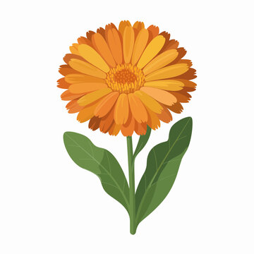Vibrant orange calendula flower isolated on white background for summer design projects and botanical illustrations