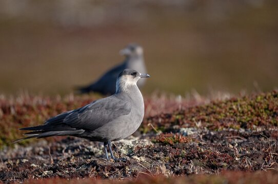 Arctic hunter, arctic skua, arctic tern, Norway, parasitic hunter, parasitic skua, parasite predatory gull, stercorarius parasiticus, varanger, birds, charadriiformes, limikolen, predatory gulls, stercorariidae, birds