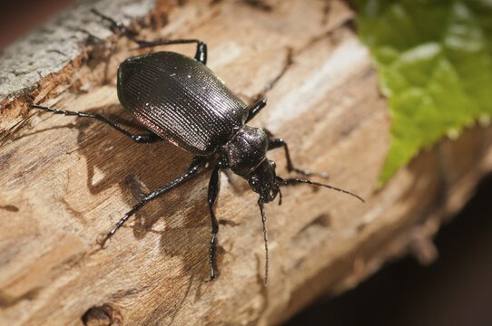Calosoma inquisitor, small doll predator, climbing beetle, lesser searcher, beetle, coleoptera, insects, beetles